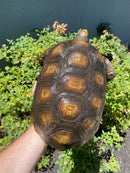 Yellow Footed Tortoise CB Adult Female