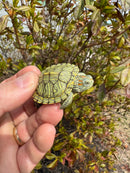 Mitch Clown Red Eared Slider Turtle