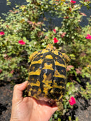 Eastern Hermann's Tortoise Adult Female