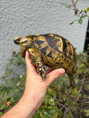 Mesopotamian Greek Tortoise Adult Female