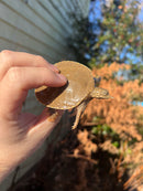 Nile Softshell Baby USA CB