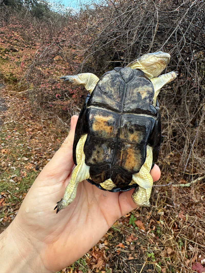 African Dwarf Mud Turtle Adult Female