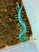 Borneo Electric Blue Centipede (Ethmostigmus rubripes)