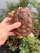Hypomelanistic Common Snapping Turtle 2024