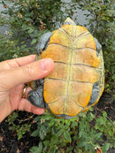Northern Diamondback Terrapin Adult Female