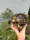 Mesopotamian Greek Tortoise Adult Male