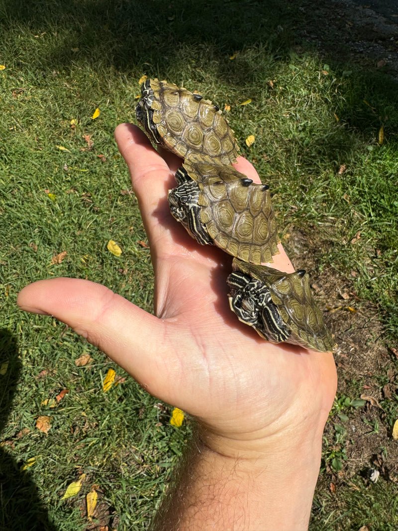 Southern Black-knobbed Sawback Map Turtles (1.2 subadults)  (Graptemys nigrinoda delticola)