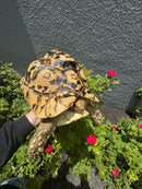 HI White Leopard Tortoise Adult Female