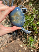 Trinidad Electric Blue Giant Land Crab (Cardisoma guanhumi)