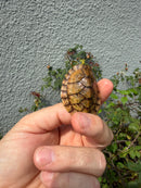 Hypo Stripe-necked Musk Turtle SUB Adult Female