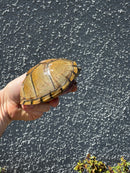 Razor backed Musk Turtle CB Adult Trio