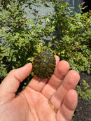 Florida Red Bellied Turtle X Peacock Slider