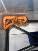 Amazon Tree Boa Baby 2023 CB