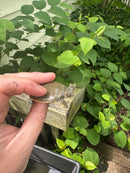 Guadalupe Spiny Softshell Turtle Baby (Apalone spinifera guadalupensis)