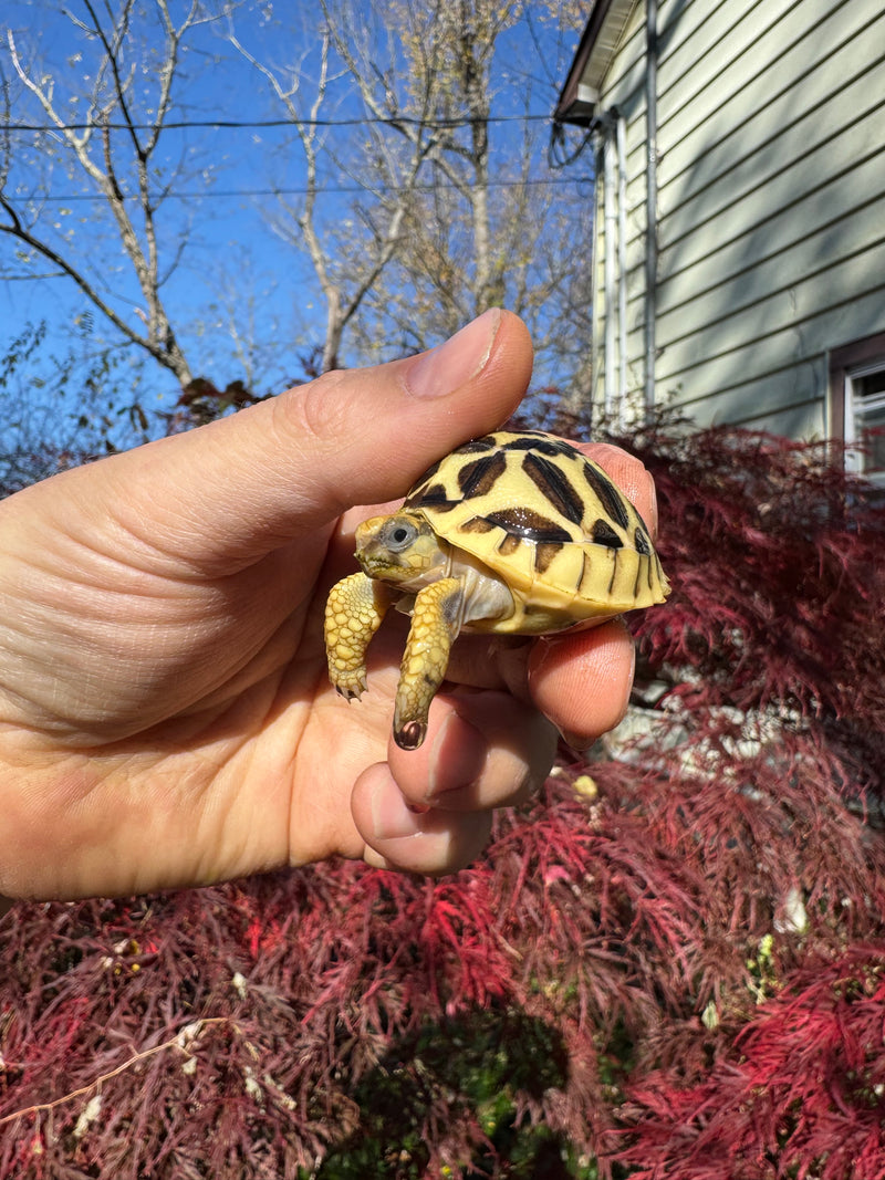 Sri Lankan Star Tortoise 2025