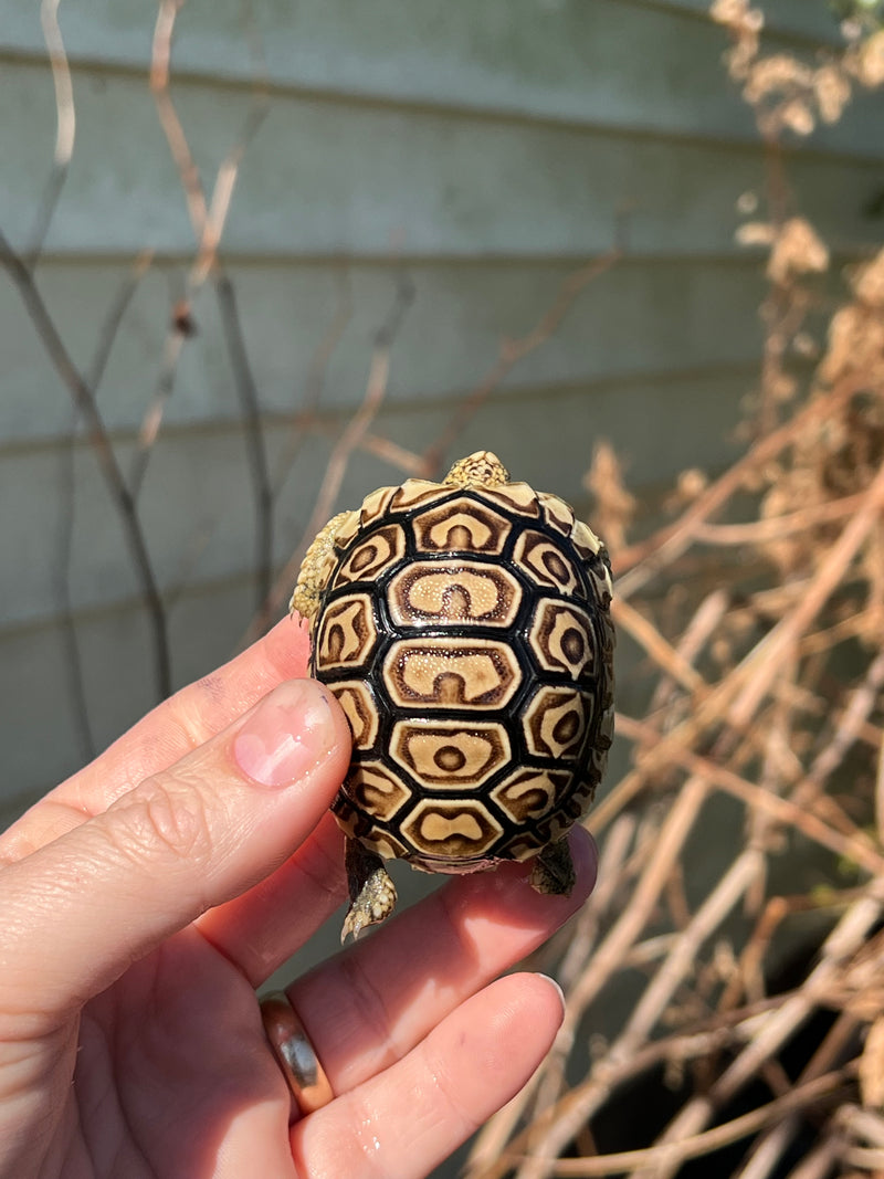 Leopard Tortoise 2024