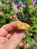 Albino Yellow Bellied Slider Turtle Female