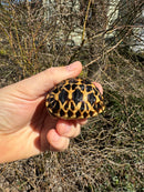 Burmese Star Tortoise 2024