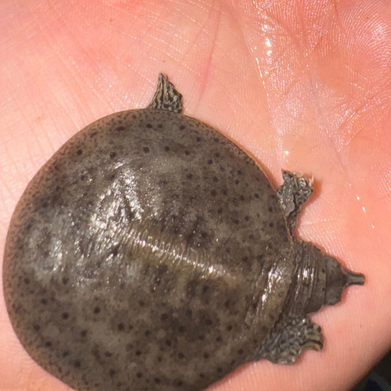 Charcoal Spiny Softshell Turtle