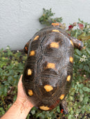 Red Foot Tortoise Adult Male