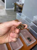 Hi Orange Vietnamese Black Breasted Leaf Turtle Baby 2026