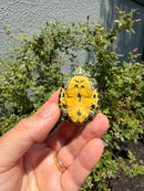 Florida Red Bellied Turtle X Peacock Slider