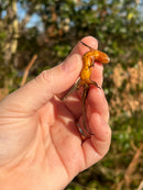 Penninsula Newts (Notophthalmus viridescens piaropicola)