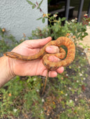 Red Salt Marsh Water Snake Adult Female