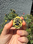 HI YELLOW Florida Box Turtle