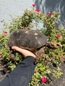Red Foot Tortoise Adult Female
