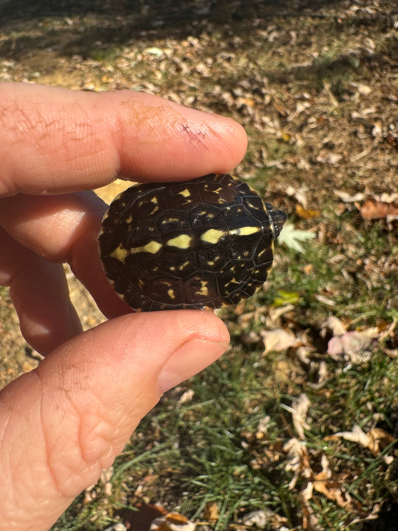 HI YELLOW Florida Box Turtle Baby 2024