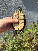 Franco-Italian Pond Turtle Adult Male