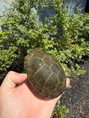 Sicilian Pond Turtle Adult Pair