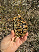 HI WHITE Leopard Tortoise 2024