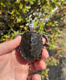 Hi White Concentric Diamondback Terrapin 2025