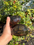 Scorpion Mud Turtle Adult Pair