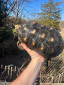 Barbados Red Foot Tortoise Adult Pair