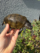 Franco-Italian Pond Turtle Adult Male