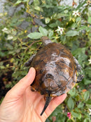 Franco-Italian Pond Turtle Adult Female