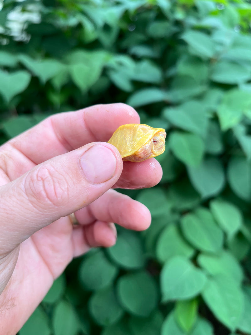 Paradox Albino Red Eared Slider Turtle  2024