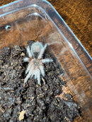 Chilean Rose Hair Tarantula (2 inch)  (Grammostola rosea)