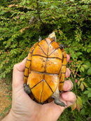 White Lipped Mud Turtle Adult Pair