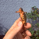 Vietnamese Three-striped Box Turtle
