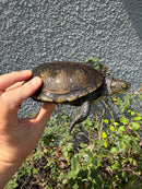 Franco-Italian Pond Turtle Adult Female
