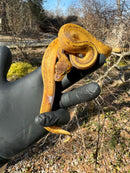 Pastel Pinstripe Low White Pied Ball Python Female