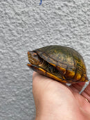 Red Cheeked Mud Turtle Adult Trio