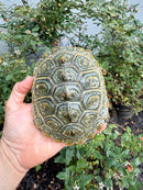 Concentric Diamondback Terrapin Adult Female