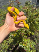 Biak Green Tree Python Yellow Neonate