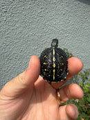HI YELLOW Florida Box Turtle
