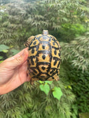 Libyan Greek Tortoise Adult Female